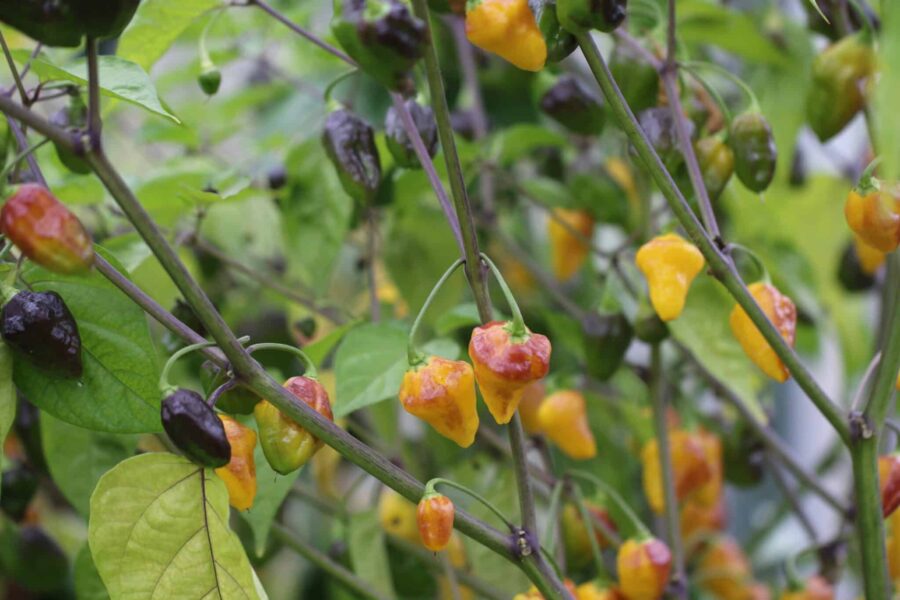 Puerto Rican Yellow chilifrön – produktiv gul habanero med uppåtriktade frukter | TummelstaChili