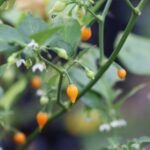 Odla Biquinho Amarelo