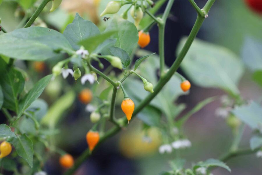 Biquinho Amarelo frön – mild brasiliansk näbbchili i vacker gul färg | TummelstaChili