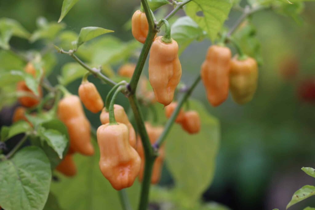 Habanero Pink chilifrön - Köp Capsicum chinense | TummelstaChili