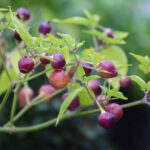 Odla Pimenta Barro Do Ribeiro