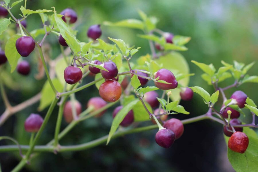 Pimenta Barro Do Ribeiro