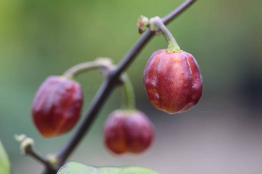 Purple Peach chilifrön – dansk designsort med spektakulär lila och rosa färg | TummelstaChili