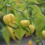 Odla Trinidad Moruga Scorpion White