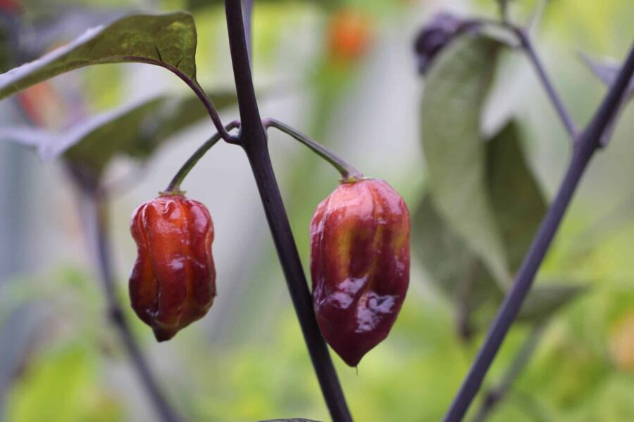 Yaki Red chilifrön – extremt het superchili med djupröda frukter | TummelstaChili