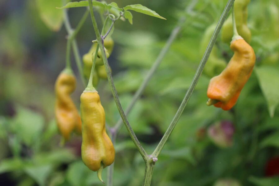 Erotica chilifrön – orange prydnadschili med unik avlång form | TummelstaChili