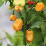 Odla Trinidad Scorpion Peach