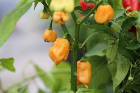 Trinidad Scorpion Peach