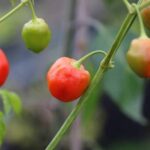 Odla Malawi Peppadew