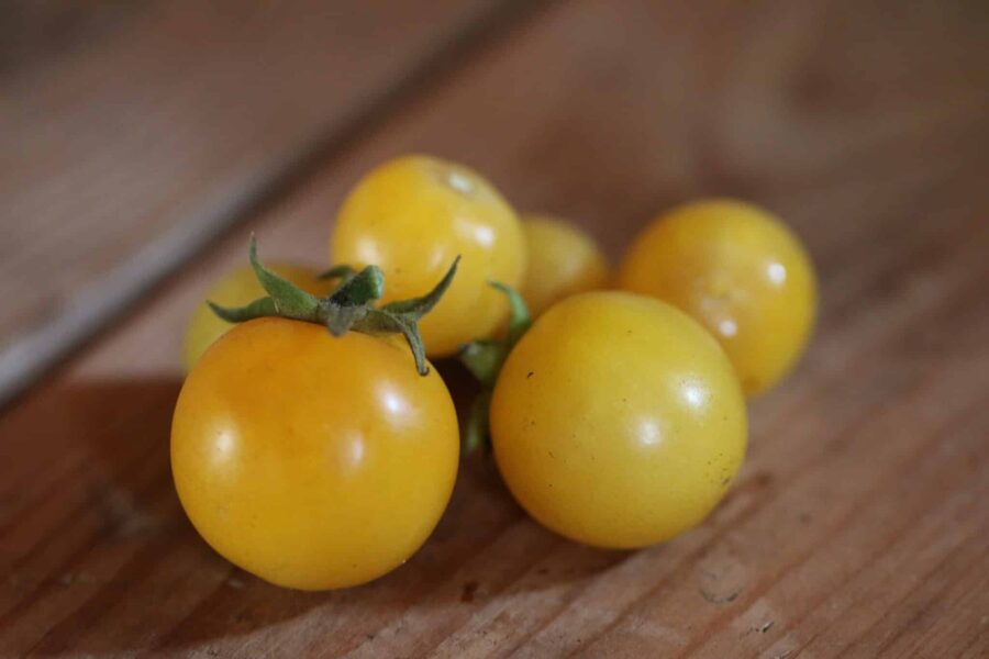 Desert Star tomater – lysande gula körsbärstomater i klase | TummelstaChili