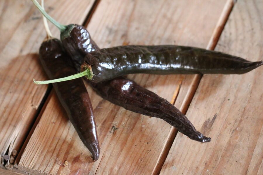 Cacho Negro chilifrön – långa brunfärgade frukter från Costa Rica | TummelstaChili