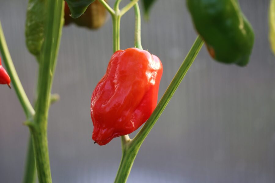 Aji Verde chilifrön – peruansk heirloom med långa gröna frukter | TummelstaChili