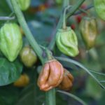 Odla Bleeding Jigsaw