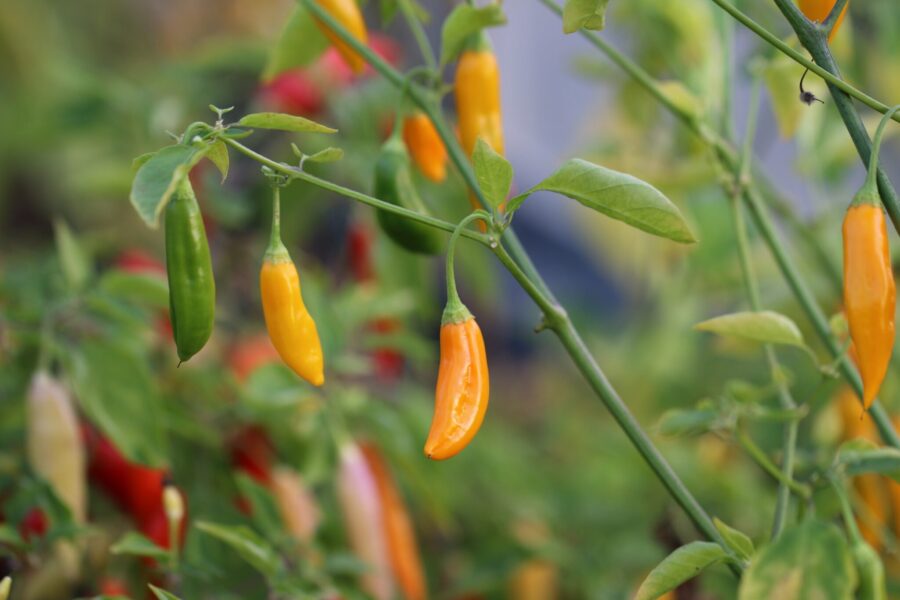 Aji Cito – små gula peruanska chilifrukter med upprätt växtsätt | Svenskodlade frön