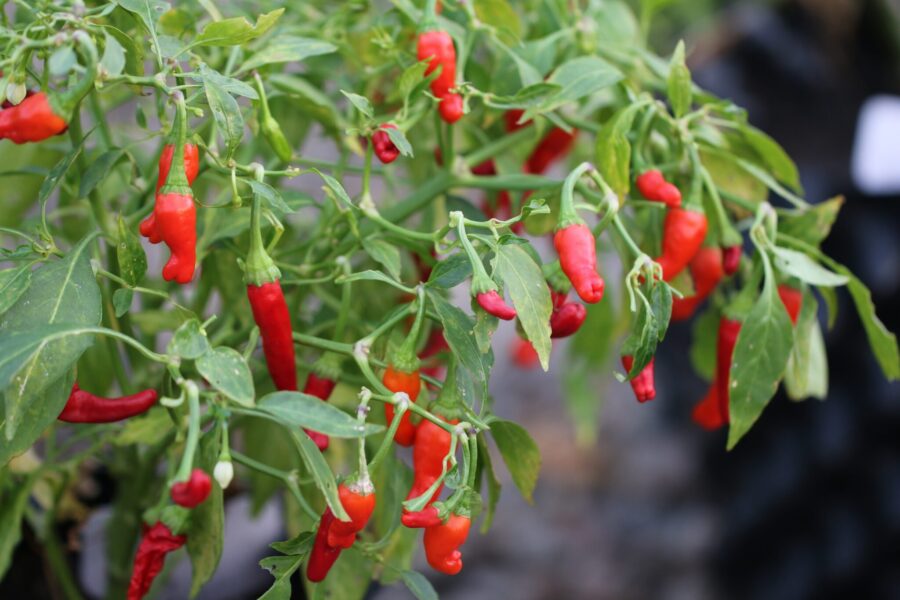 Pikito krukchili med röda uppåtriktade frukter – kompakt och produktiv | TummelstaChili