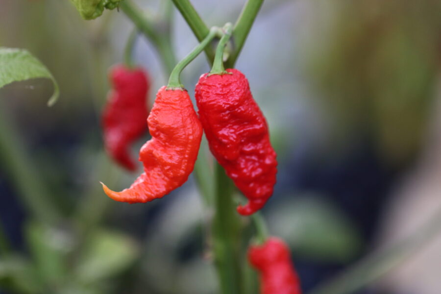 Primotalii chilifrön – superhet hybrid med lång svans och intensiv röd färg | TummelstaChili