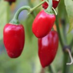 Odla Jalapeno La Bomba