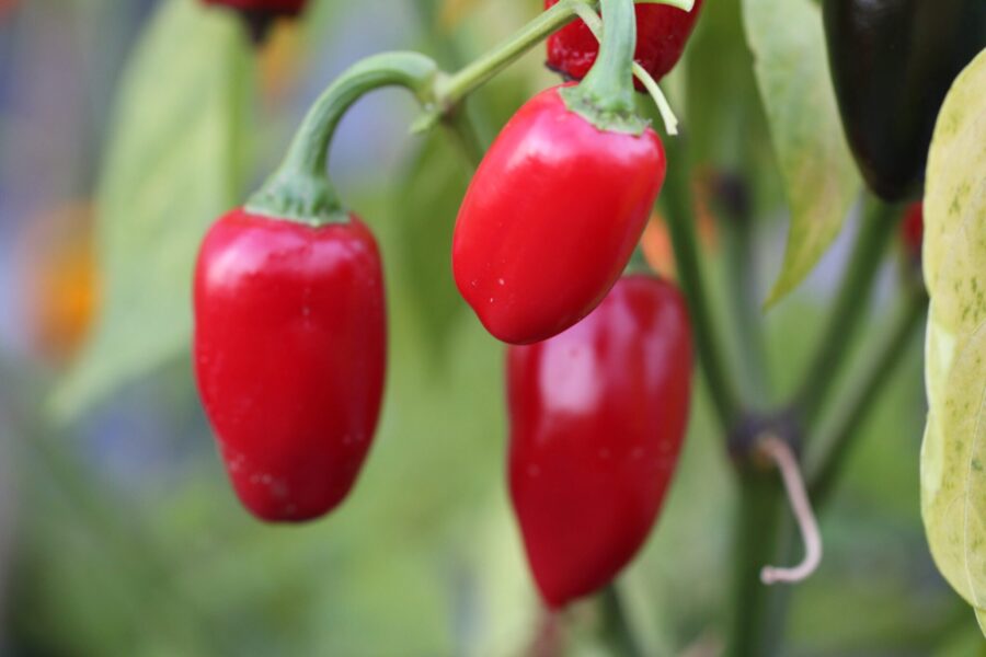 Jalapeno La Bomba frön – tidig F1-hybrid med tjocka fruktväggar | Köp hos TummelstaChili