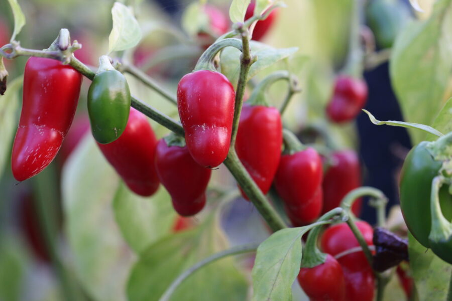 Jalapeno Early chilifrön – tidig klassisk jalapeño med tjockt fruktkött | Svenskodlade frön