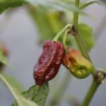 Odla 7 Pot Madballz Chocolate