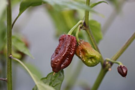 7 Pot Madballz Chocolate
