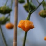 Odla Brazilian Starfish Yellow