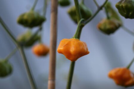 Brazilian Starfish Yellow