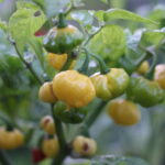 Odla Lemon Starrburst