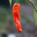 Odla Peter Pepper Orange