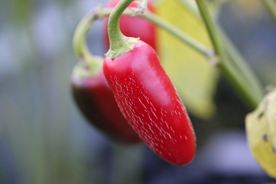 Foradjido jalapeño – tjockväggad F1-hybrid med djupröda mogna frukter | TummelstaChili