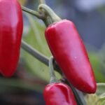 Odla Jalapeno Emerald Fire