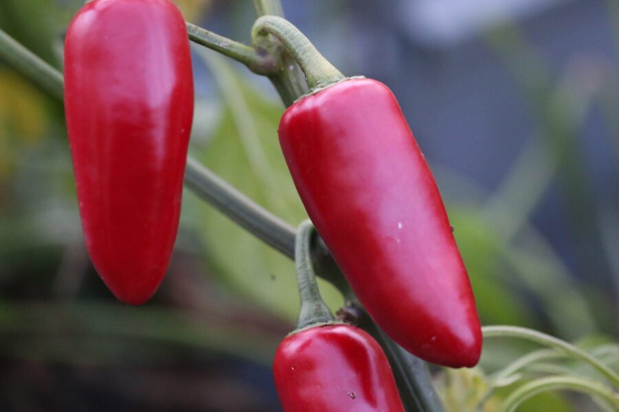 Jalapeno Emerald Fire – prisbelönad AAS-vinnare med stora gröna frukter | Svenskodlade frön