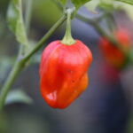 Odla Aji Rosita Rojo