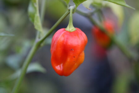 Aji Rosita Rojo
