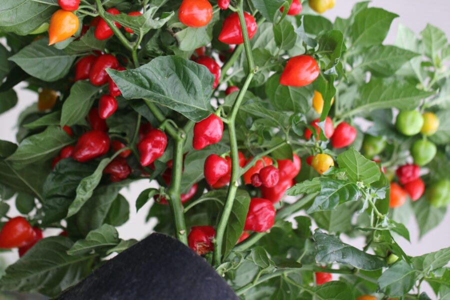 Red Savina habanero – legendarisk röd superchili och före detta världsrekordhållare | TummelstaChili