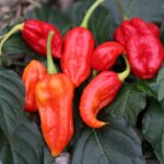 Odla Devils Tongue Red