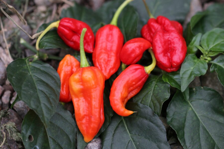 Devils Tongue Red chilifrön – tungformad röd chili med citruskaraktär | TummelstaChili
