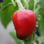 Odla Portuguese Goat Heart