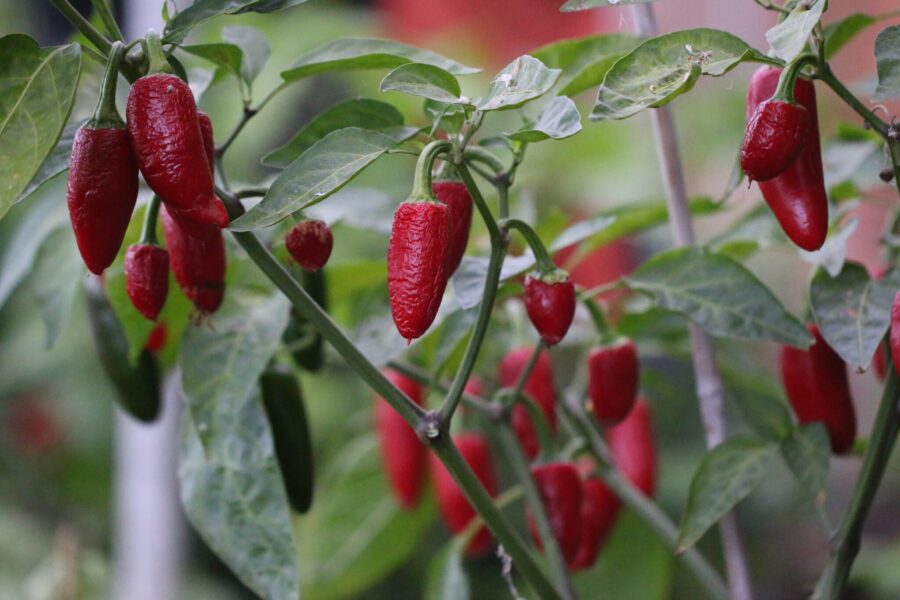 Jalapeno chilifrön – gröna klassiska frukter redo för skörd | TummelstaChili