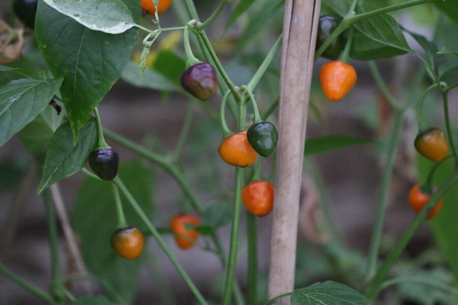 Golden Nugget chili – kompakt dvärgplanta med gyllene och orange frukter | Svenskodlade frön
