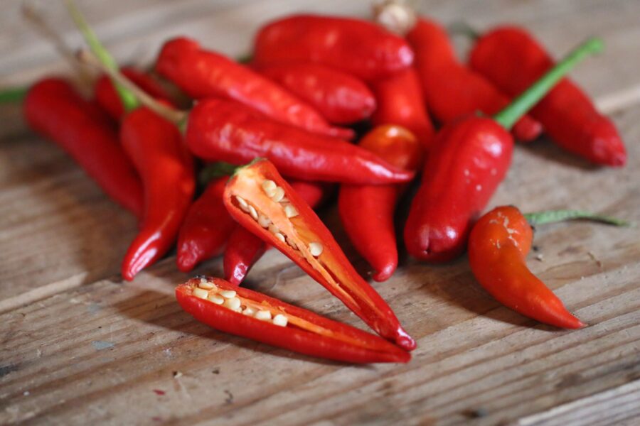 Mirasol chilifrön – uppåtriktade röda frukter som tittar mot solen | TummelstaChili