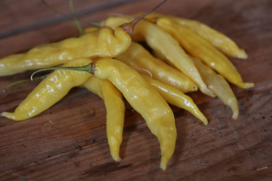 Aji Pineapple Large frön – gula tropiska chilifrukter med ananasarom | Svenskodlade frön