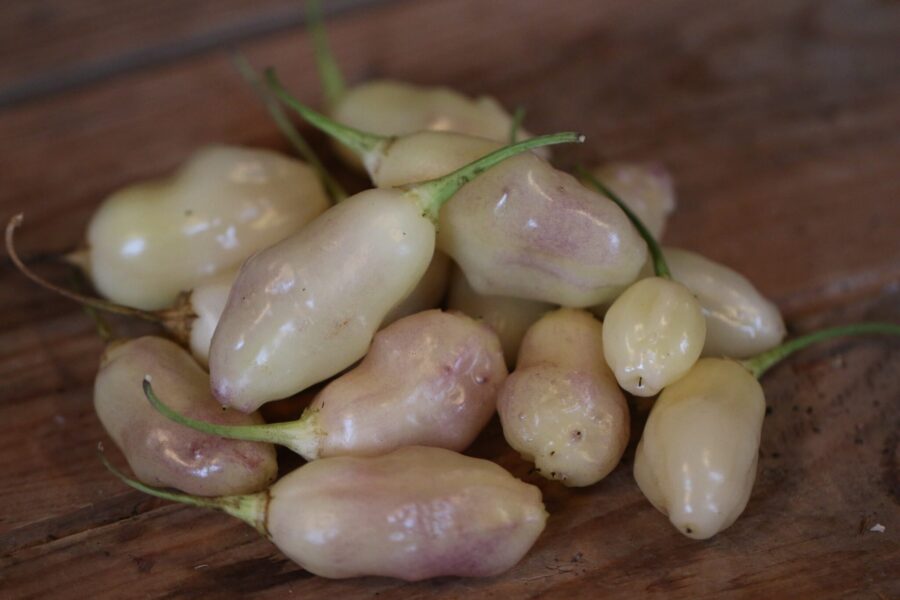 White Pineapple chilifrön – sällsynta vita frukter med tropisk ananassmak | TummelstaChili