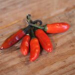 Odla Krishna Jolokia