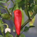 Odla Hungarian Hot Wax