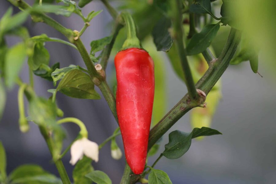 Hungarian Hot Wax frön – gula vaxartade chilis perfekta för inläggning | TummelstaChili