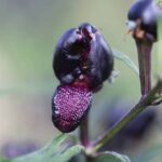 Odla Mattapeno x Mutant