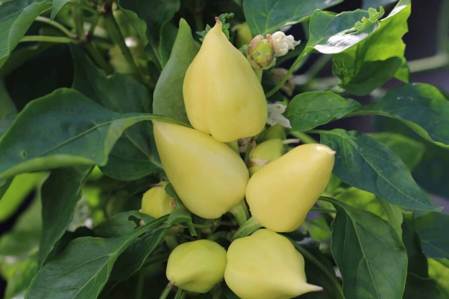 Feher Ozon chilifrön – ungersk paprikasort med ljusgröna frukter | TummelstaChili