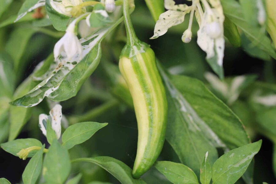 Fish Pepper – heritagechili med brokiga blad och färgväxlande frukter | Svenskodlade frön
