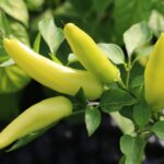 Odla Hungarian Hot Wax Yellow